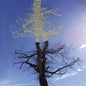 Laetitia Sadier - Rooting For Love CD