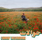 Charif Megarbane - Hawalat LP