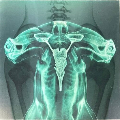 Eartheater - Shark Brain / Dolphin - Glow in the Dark LP (Colored Vinyl, Glow In The Dark)