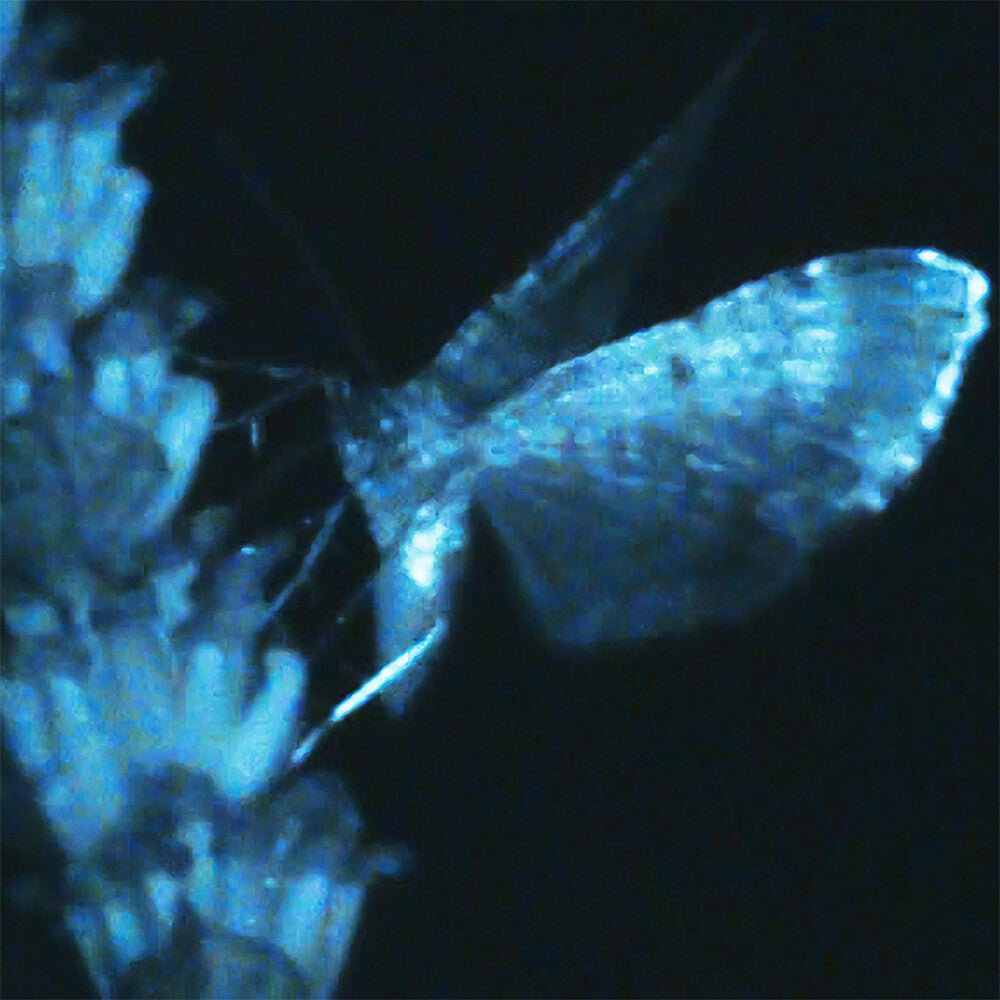 Annika Bennet - Triple Shooting Star LP