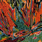 Akusmi - Terra Incognita LP (color) (Preorder: Ships July 3, 2026)